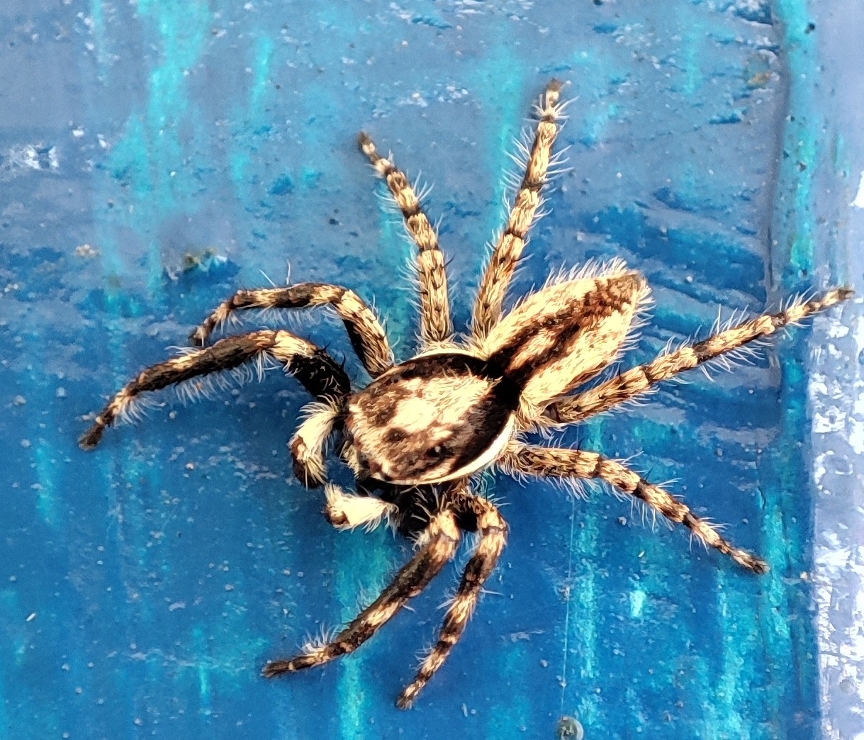 Menemerus bivittatus image