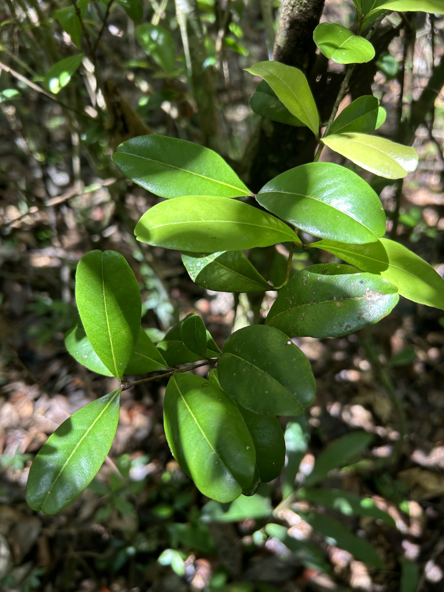 Imagem de Pedra-ume-caá