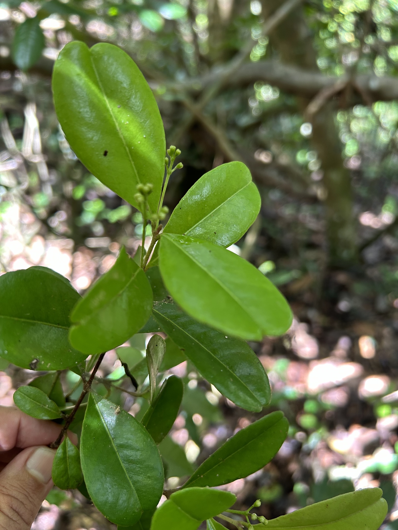 Imagem de Pedra-ume-caá