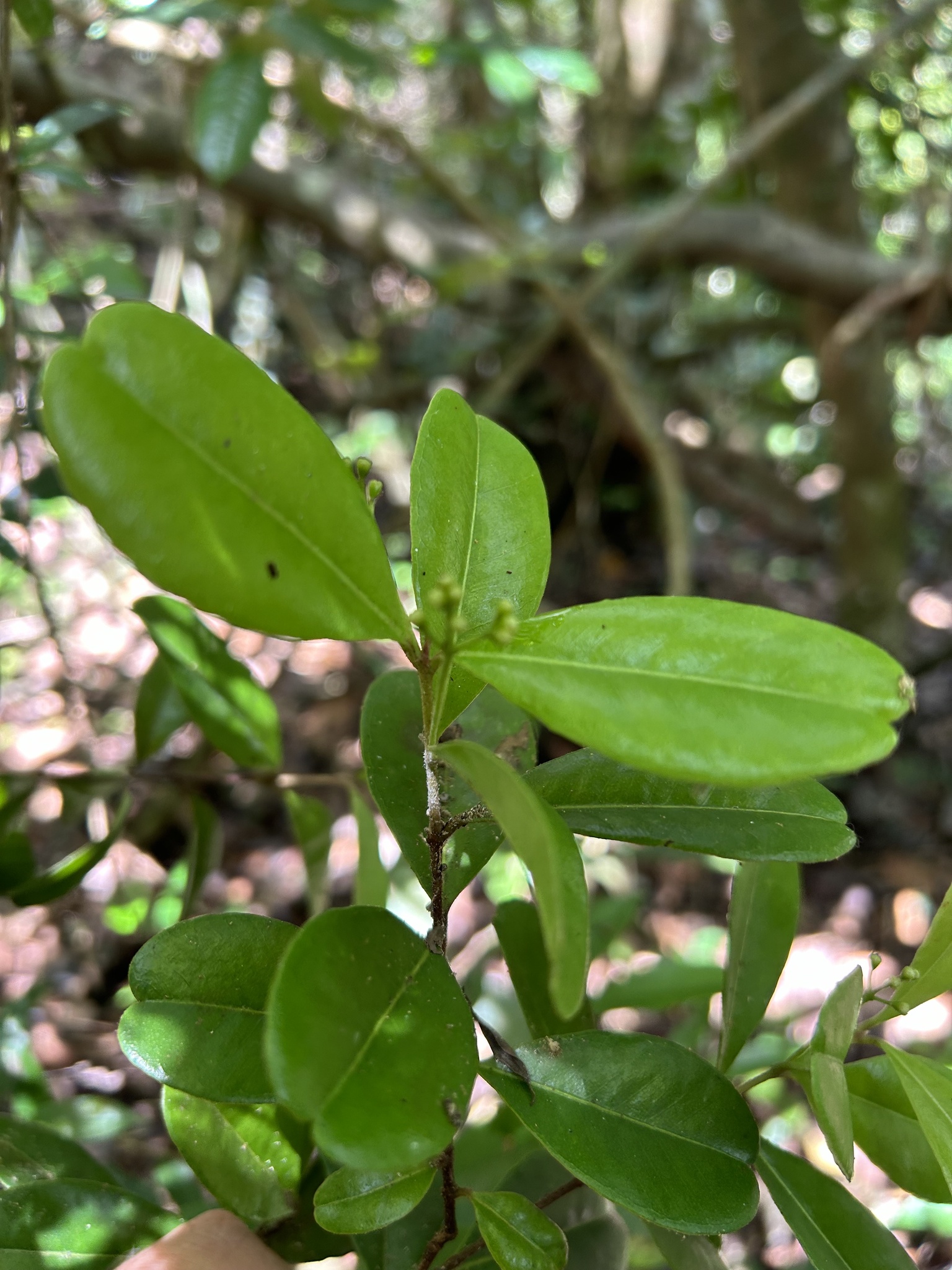 Imagem de Pedra-ume-caá
