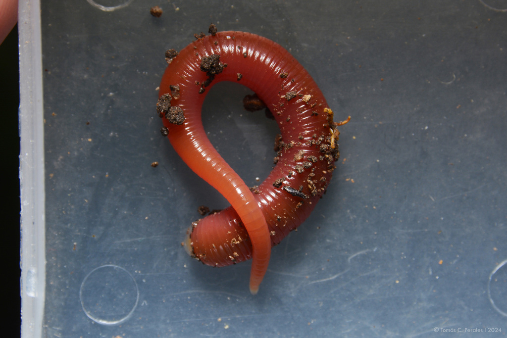 Cylicobdella