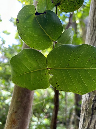 Calyptrogenia biflora, 2024-04-16