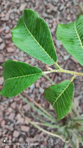 Image of Brosimum gaudichaudii by (c) Thomaz Ricardo Favreto Sinani, some rights reserved (CC BY)