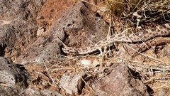 Bothrops ammodytoides