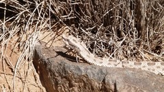 Bothrops ammodytoides