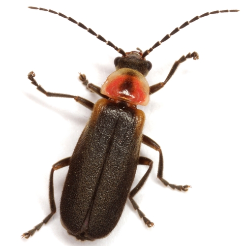 Discodon planicolle (LeConte, 1858)