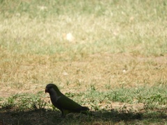 Myiopsitta monachus