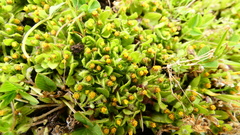 Starfish Plant (Stemmatella)