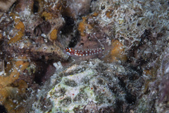 Comet Dwarfgoby photo 5