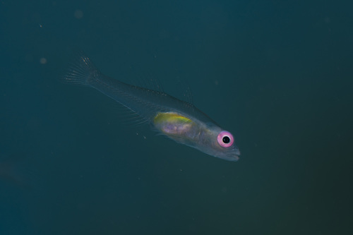 Hovering goby (Bryaninops natans) — Gobiidae — 3