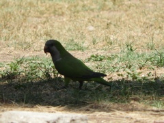 Myiopsitta monachus
