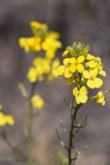 Erysimum capitatum angustatum