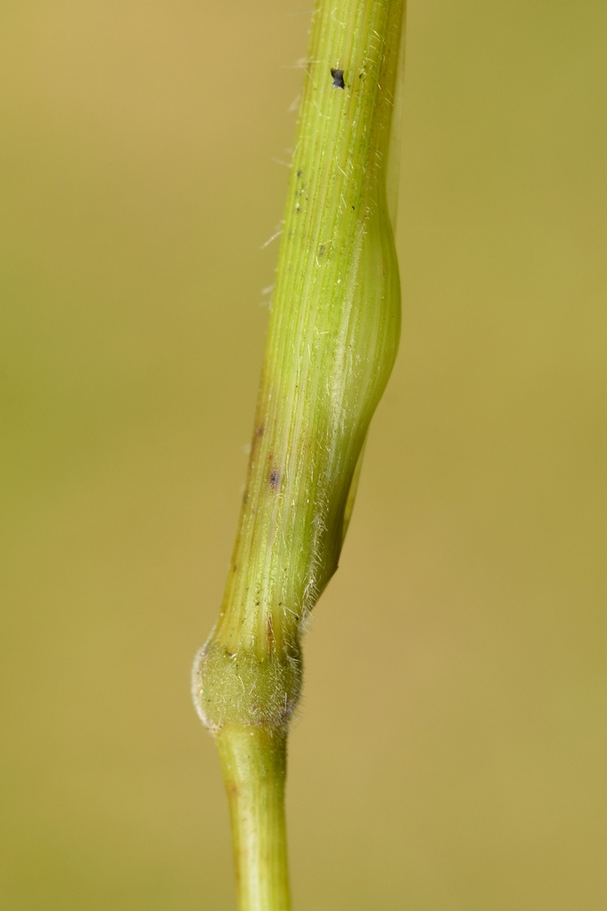 Mayetiola hellwigi