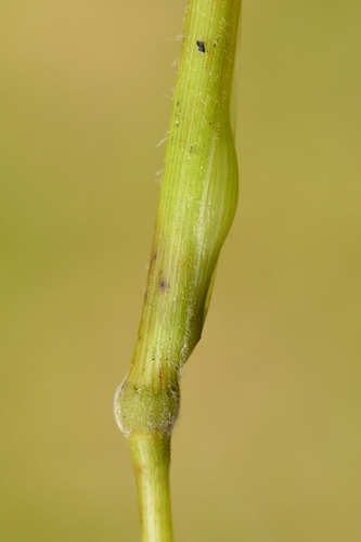 Mayetiola hellwigi