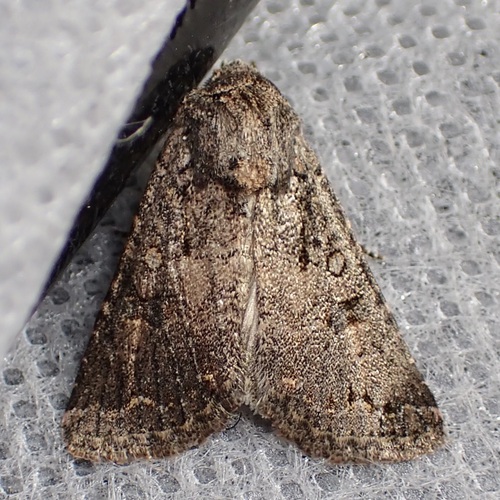 Light-spotted Quaker photo 6