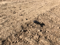 Eleodes suturalis