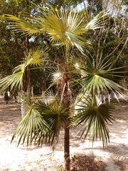Coccothrinax readii