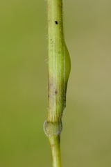 Mayetiola hellwigi