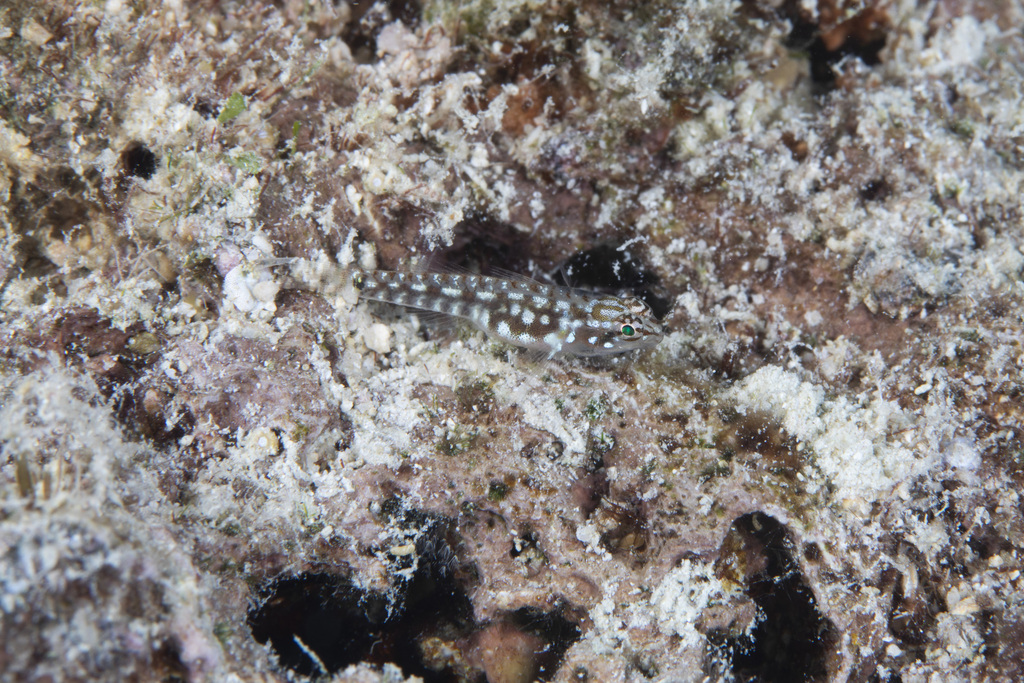 Fijian Zebra Dwarfgoby