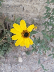 Viguiera