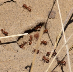 Pogonomyrmex