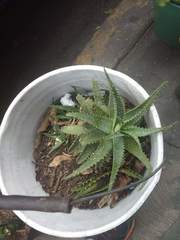 Aloe