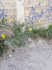 Viguiera