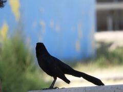Quiscalus mexicanus