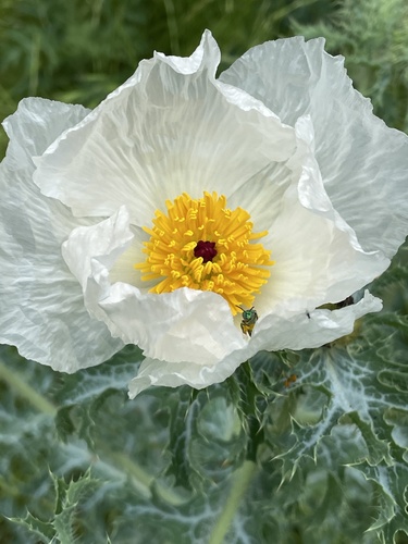 Texas pricklypoppy (Argemone aurantiaca)
