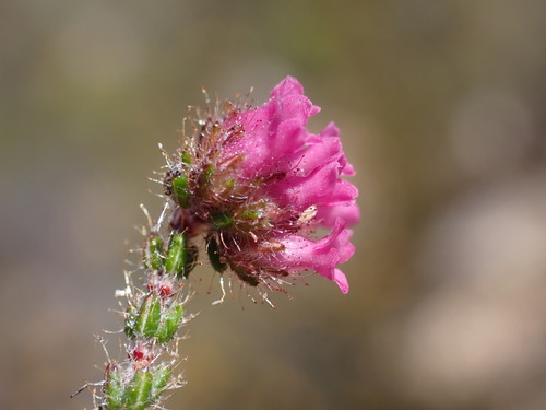 Inges Heath (Erica ingeana)