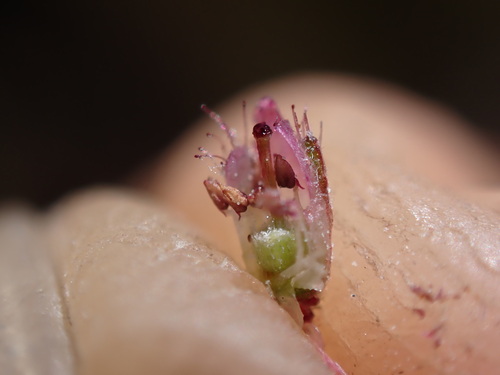 Image of Erica ingeana by (c) Ren Hoekstra, some rights reserved (CC BY)