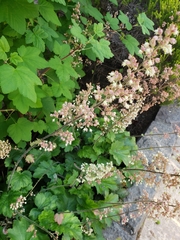 Heuchera maxima