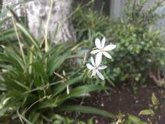 Chlorophytum comosum