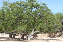 Quercus brandegeei