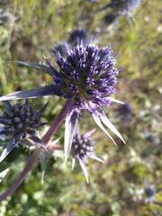 Eryngium bourgatii