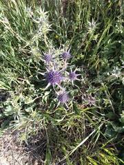 Eryngium bourgatii