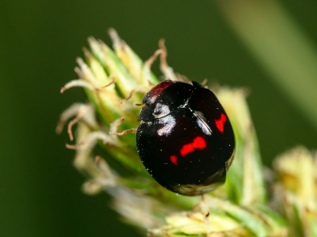 Chilocorini