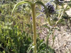 Eryngium bourgatii