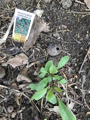 Penstemon cardinalis