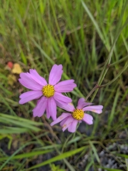 Coreopsis nudata