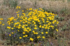Eschscholzia californica