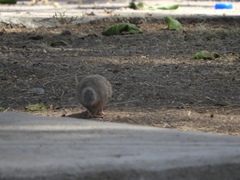 Columbina inca