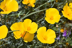 Eschscholzia californica