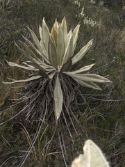 Espeletia grandiflora