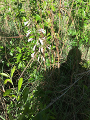 Penstemon laxiflorus
