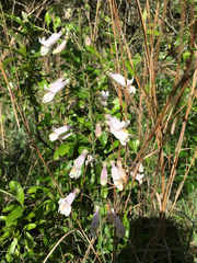 Penstemon laxiflorus