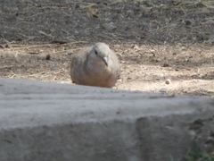 Columbina inca