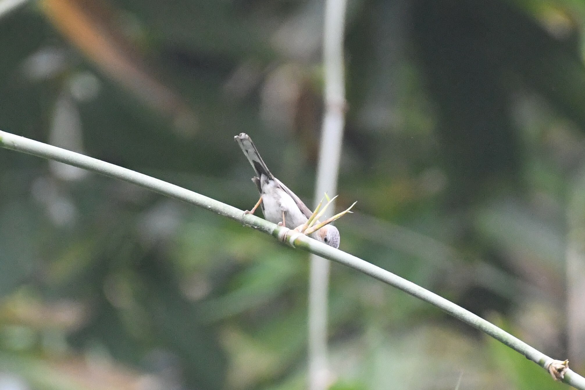 Striated Yuhina (Staphida castaniceps), photo 4