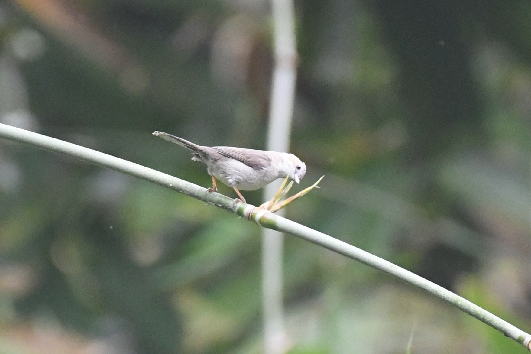 Striated Yuhina (Staphida castaniceps), photo 5