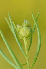 Geocrypta campanulae